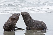 Antarctic Fur Seal pups