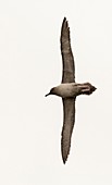 A Light Mantled Albatross