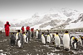 King Penguins at Gold Harbour