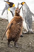 A young King Penguin calling
