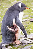 A Gentoo Penguin at Hannah Point