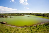 Algae growing in pools on South Walney