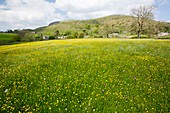 Wild flower hay meadows in Austwick