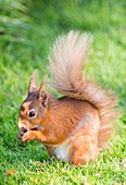 Red Squirrel at Haweswater