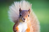 Red Squirrel at Haweswater