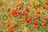 Poppies growing amongst oil seed rape