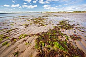 Seaweed and sand ripples