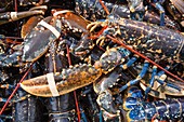 Lobsters caught off Craster