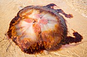 Lions Mane Jellyfish