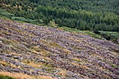Clear felled conifer plantation