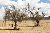 Drought killed trees in Bakersfield