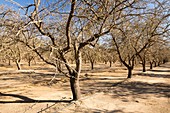 Dead and dying Almond trees