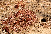 Californian Ground Squirrel burrow