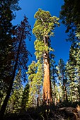 Giant Redwood,or Sequoia
