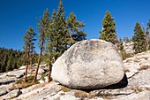 A granite boulder,Sequoia National Park