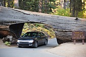 Tunnel Log a fallen Giant Redwood