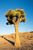A Joshua Tree,Yucca brevifolia