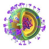 Influenza virus structure,artwork