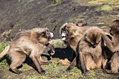 Gelada baboons threat display