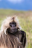 Portrait of a male Gelada baboon