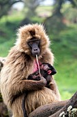 Gelada baboon eating her placenta