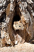 Four striped grass mouse