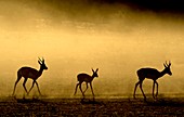 Springbok herd at dawn