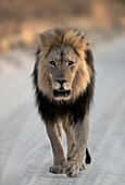 Male African Lion Walking