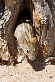 Four striped grass mouse