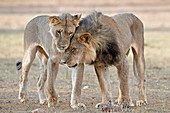 African lions showing affection