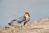 Red-necked Falcon