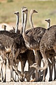 Southern Ostriches performing Geophagia