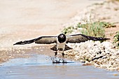 Black-chested eagle taking flight