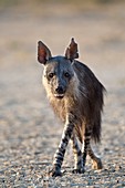 Brown Hyena