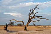 Camelthorn tree in the Nossob Riverbed