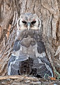 Milky Eagle Owl thermoregulating