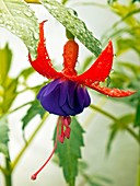 Fuchsia 'Multa'