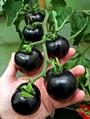 Black tomatoes (Indigo Rose)
