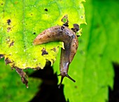 Garden slug on a leaf