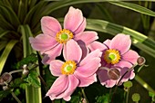 Anemone x hybrida 'Serenade'