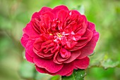 Rosa 'Darcey Bussell'