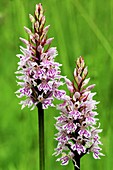 Common spotted orchids