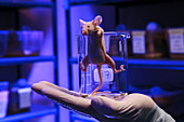 Bald laboratory mutant mouse