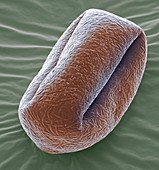 Broom pollen grain,SEM