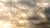 Migrating geese