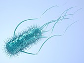 E. coli bacterium,illustration