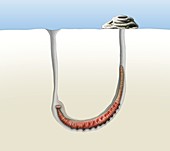 Lugworm in its burrow,illustration