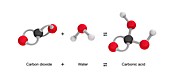 Formation of carbonic acid