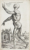 Human muscles,16th Century illustration