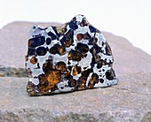 Pallasite meteorite fragment